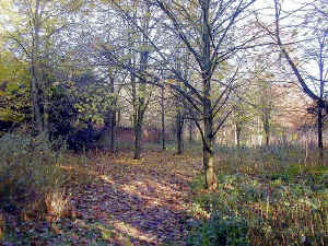 Old Walled Garden
