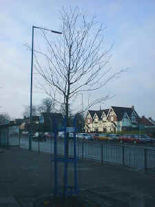 newtree.jpg (68255 bytes)
