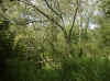 bog2.jpg (181098 bytes)