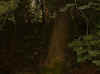 bog3.jpg (86712 bytes)