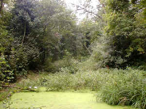 Mosely Bog Pond