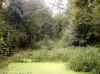 bog6.jpg (158626 bytes)