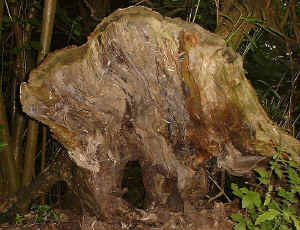 Fallen tree in Moseley Bog