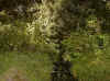 bog9.jpg (174087 bytes)