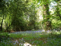 bluebell_bog.jpg (158666 bytes)